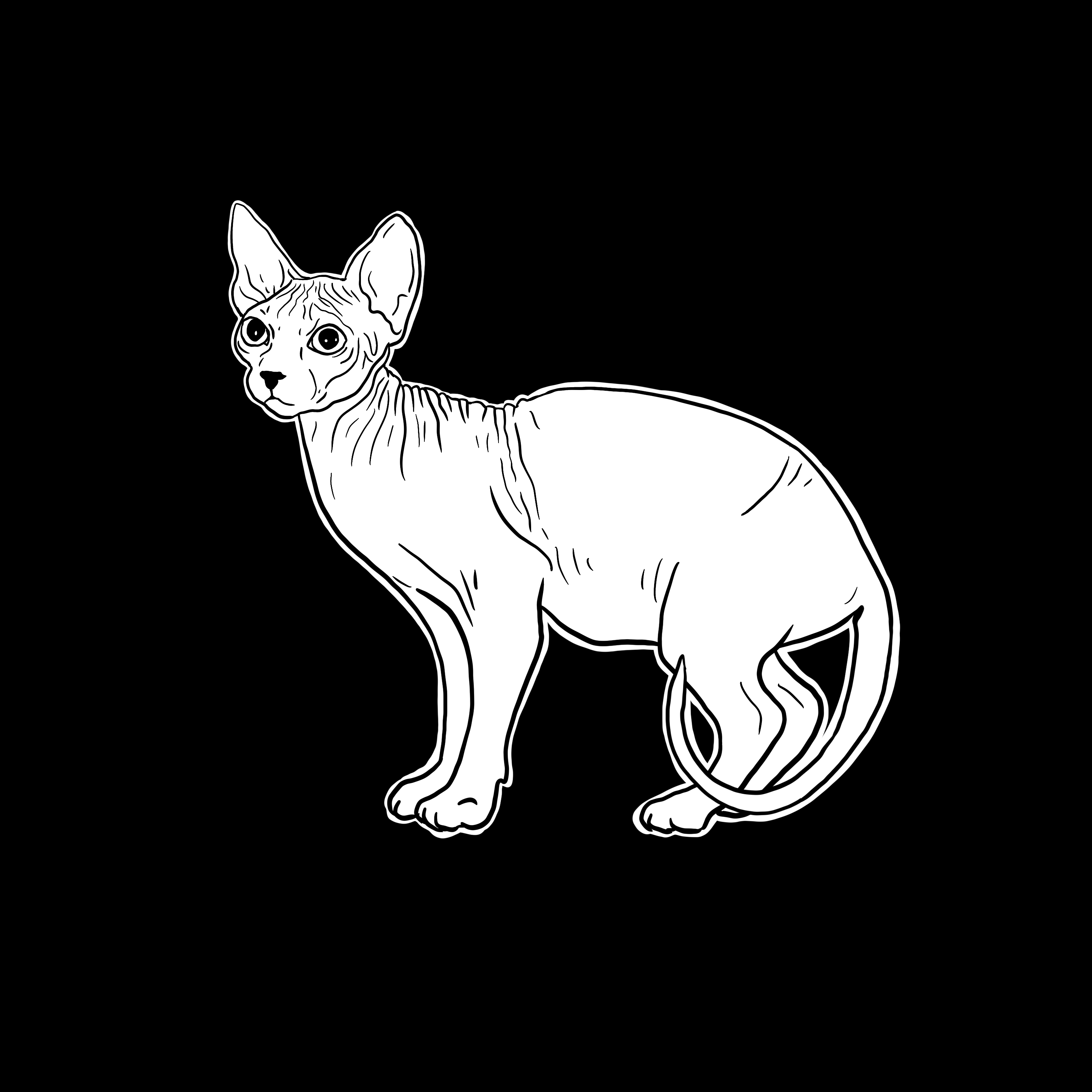 The Sad Cat #5163