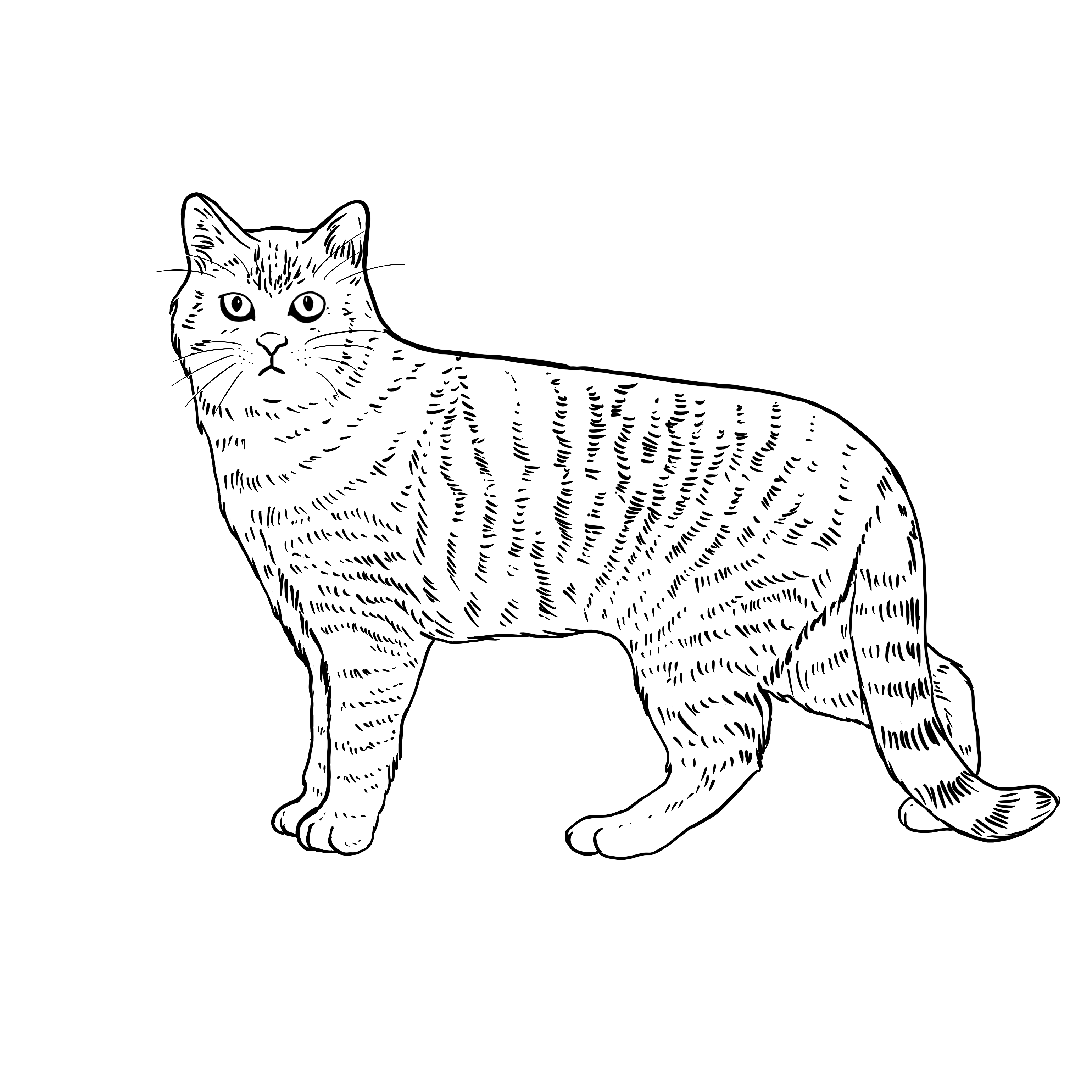 The Sad Cat #6124